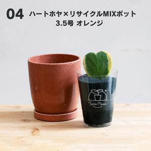 【土を使わない観葉植物】テーブルプランツ(Table Plants)  ハートホヤ×リサイクルMIXポットセット　※数量限定