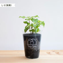 画像をギャラリービューアに読み込む, 【土を使わないハーブ】しそ(紫蘇)　Table Plants(テーブルプランツ)

