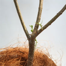 画像をギャラリービューアに読み込む, オリーブの木 ネバディロブランコ 5号 （高さ約80cm）
