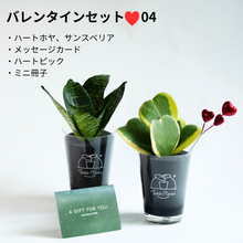 画像をギャラリービューアに読み込む, 【土を使わない観葉植物】テーブルプランツ（Table Plants）ハートホヤ（枝付き） バレンタインセット数量限定
