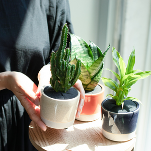 【土を使わない観葉植物】カラー グレイズド ポット カバーセット (2号相当)　※テーブルプランツ(Table Plants)アレンジ