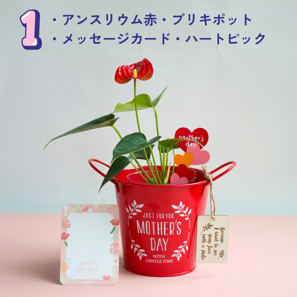【母の日ギフト】土を使わない観葉植物 テーブルプランツ(Table Plants)アンスリウム×ブリキポットセット