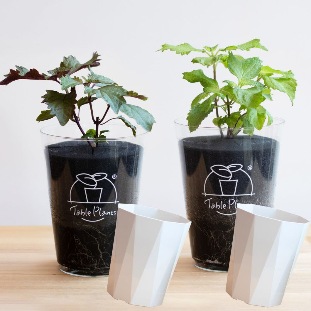 【土を使わないハーブ】2種のしそ(紫蘇)セット　Table Plants(テーブルプランツ)