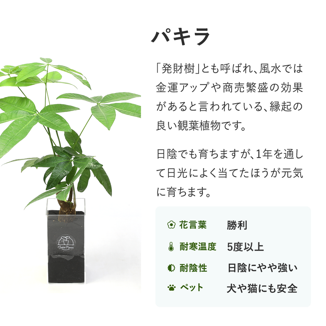 【土を使わない観葉植物】テーブルプランツ トール(Table Plants TALL)