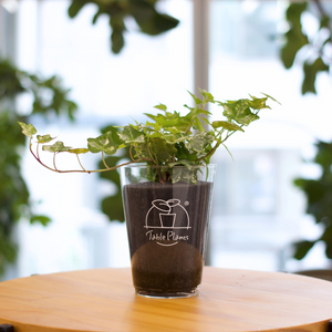 【土を使わない観葉植物】つる性テーブルプランツ(Table Plants) アイビー（ヘデラ）寄せ植え