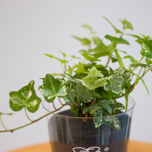 【土を使わない観葉植物】つる性テーブルプランツ(Table Plants) アイビー（ヘデラ）寄せ植え