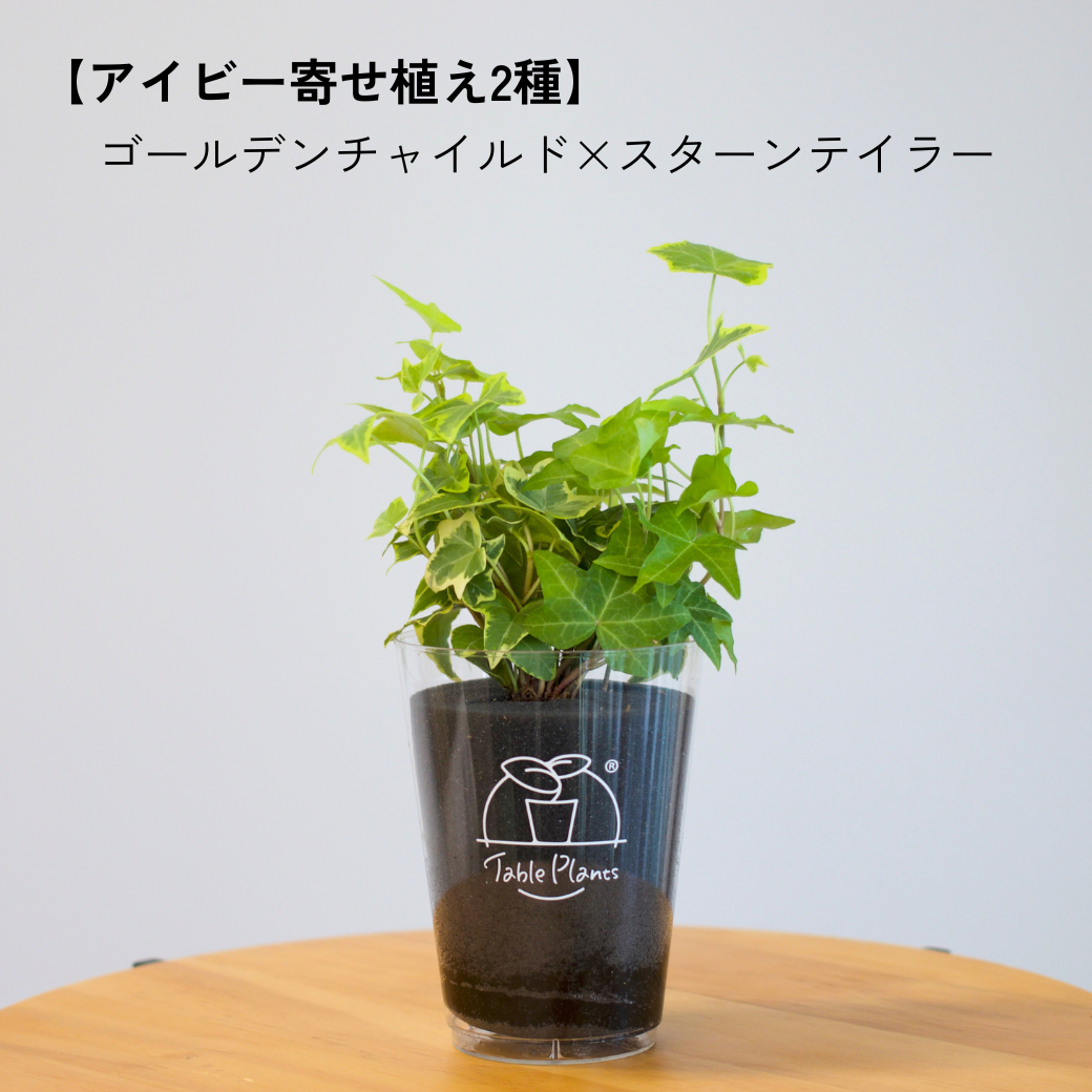 【土を使わない観葉植物】つる性テーブルプランツ(Table Plants) アイビー（ヘデラ）寄せ植え