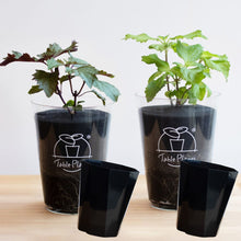 画像をギャラリービューアに読み込む, 【土を使わないハーブ】2種のしそ(紫蘇)セット　Table Plants(テーブルプランツ)
