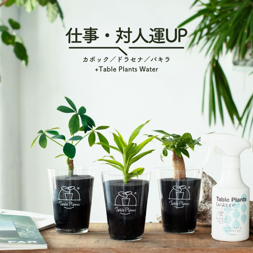 【風水効果で選ぶ！】テーブルプランツ(Table Plants) 3種+Table Plants Waterセット ※土を使わない観葉植物