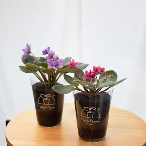 【土を使わない花】テーブルプランツ (Table Plants) セントポーリア 数量限定