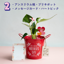 画像をギャラリービューアに読み込む, 【母の日ギフト】土を使わない観葉植物 テーブルプランツ(Table Plants)アンスリウム×ブリキポットセット
