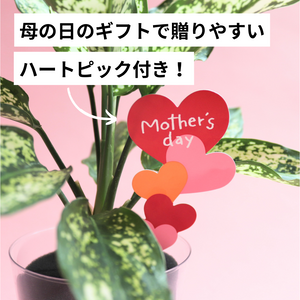 【母の日ギフト】切り花よりも長く楽しむ！テーブルプランツ(Table PlantsCUBE) アンスリウム セット／ 土を使わない観葉植物