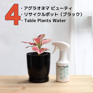 【土を使わない観葉植物】テーブルプランツ(Table Plants) アグラオネマ×リサイクルポット（ブラック）