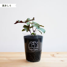 画像をギャラリービューアに読み込む, 【土を使わないハーブ】2種のしそ(紫蘇)セット　Table Plants(テーブルプランツ)
