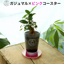 画像をギャラリービューアに読み込む, 【土を使わない観葉植物】 テーブルプランツ(Table Plants) ×カラフルCRYSTAL COASTERセット
