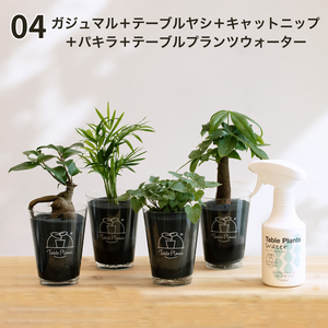 【土を使わない観葉植物】猫が喜ぶテーブルプランツ for Cat (Table Plants)キャットニップ　数量限定