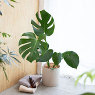 モンステラ・アダンソニー 5号 リサイクルシリンダーポットセット【SHEL'TTER GREENのおしゃれな植木鉢でお届け】