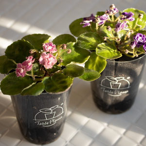 【土を使わない花】テーブルプランツ (Table Plants) セントポーリア ※数量限定