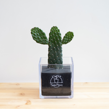画像をギャラリービューアに読み込む, 【土を使わないサボテン】テーブルプランツキューブ(Table PlantsCUBE)  スミエボシ
