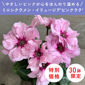 【限定30鉢】ミニシクラメン・イリュージア'ピンクラテ' 3号 ※予約商品:10/12まで 出荷予定:10/17