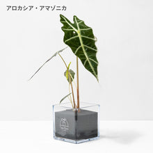 画像をギャラリービューアに読み込む, 【土を使わない観葉植物】テーブルプランツ(Table Plants CUBE) アロカシア・アマゾニカ
