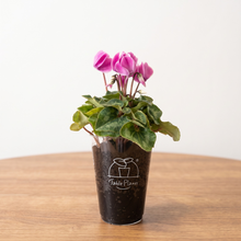 画像をギャラリービューアに読み込む, 予約受付中【ボタニカルソイルCUP鉢花】テーブルプランツ(Table Plants) シクラメンMIX
