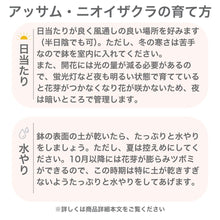 画像をギャラリービューアに読み込む, アッサム・ニオイザクラ &#39;ココ&#39;（ルクルア） 5号
