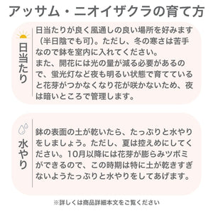 アッサム・ニオイザクラ 'ココ'（ルクルア） 5号