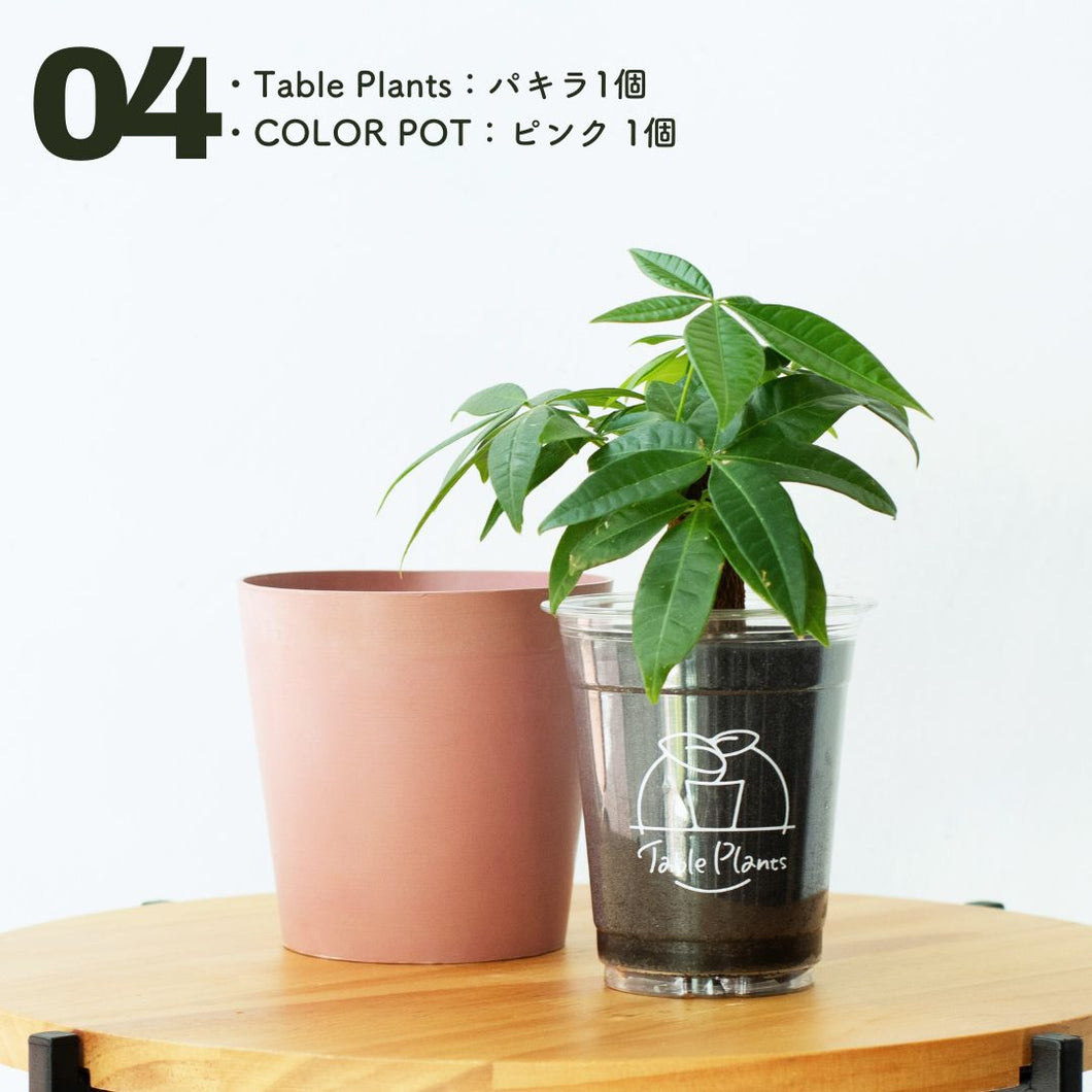 【土を使わない観葉植物】テーブルプランツ(Table Plants)×COLOR POT SET