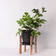 ヒメモンステラ 5号 植木鉢カバー+スタンドセット おしゃれ リビング インテリア