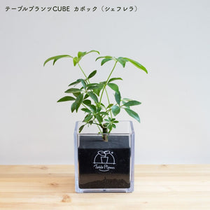 【土を使わない観葉植物】テーブルプランツ キューブ (Table Plants CUBE) アウトレット