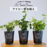 【土を使わない観葉植物】つる性テーブルプランツ(Table Plants) アイビー（ヘデラ）寄せ植え