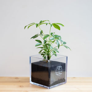 【土を使わない観葉植物】テーブルプランツ キューブ (Table Plants CUBE) アウトレット