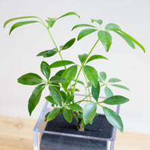 画像をギャラリービューアに読み込む, 【土を使わない観葉植物】テーブルプランツ キューブ (Table Plants CUBE) アウトレット
