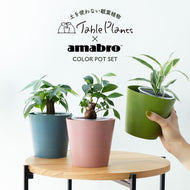 【土を使わない観葉植物】テーブルプランツ(Table Plants)×COLOR POT SET