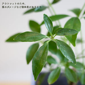【土を使わない観葉植物】テーブルプランツ キューブ (Table Plants CUBE) アウトレット