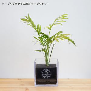 【土を使わない観葉植物】テーブルプランツ キューブ (Table Plants CUBE) アウトレット