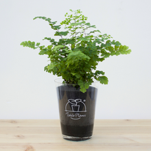 画像をギャラリービューアに読み込む, 【土を使わない観葉植物】テーブルプランツ(Table Plants) アジアンタム
