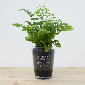 【土を使わない観葉植物】テーブルプランツ(Table Plants) アジアンタム