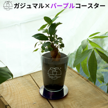 画像をギャラリービューアに読み込む, 【土を使わない観葉植物】 テーブルプランツ(Table Plants) ×カラフルCRYSTAL COASTERセット
