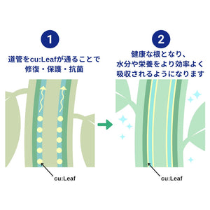 【10月予約開始予定】cu:Leaf（キュリーフ） 1000ml 【植物基礎活力剤】※11月中旬出荷予定