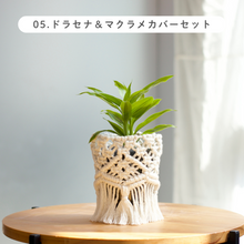 画像をギャラリービューアに読み込む, 【土を使わない観葉植物】テーブルプランツ (Table Plants) マクラメカバーセット

