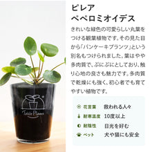 画像をギャラリービューアに読み込む, 【土を使わない観葉植物】テーブルプランツ(Table Plants) ピレア・ペペロミオイデス
