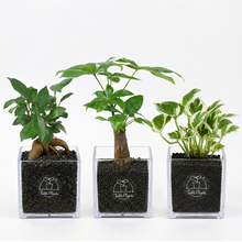 画像をギャラリービューアに読み込む, 【ボタニカルソイルCUBE観葉】テーブルプランツ(Table Plants CUBE)
