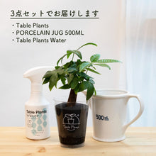 画像をギャラリービューアに読み込む, 【土を使わない観葉植物】 テーブルプランツ(Table Plants) ポーセリンジャグ+Waterセット
