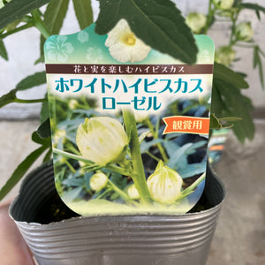 【限定24セット】ハイビスカス・ローゼル(白実) 3.5号 2ポットセット  ※予約商品:9/28まで 出荷予定:10/3