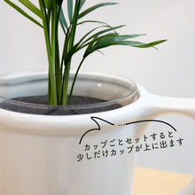 画像をギャラリービューアに読み込む, 【土を使わない観葉植物】 テーブルプランツ(Table Plants) ポーセリンジャグ+Waterセット
