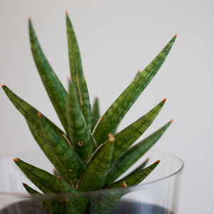 【土を使わない観葉植物】テーブルプランツ(Table Plants) サンスベリア
