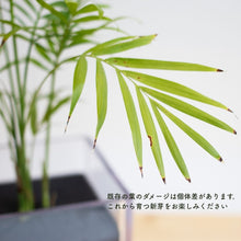 画像をギャラリービューアに読み込む, 【土を使わない観葉植物】テーブルプランツ キューブ (Table Plants CUBE) アウトレット
