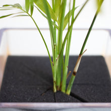画像をギャラリービューアに読み込む, 【土を使わない観葉植物】テーブルプランツ キューブ (Table Plants CUBE) アウトレット
